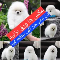 پامرانین عروسکی وارداتی جیبی ضمانتی