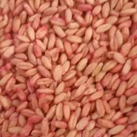 گندم ریجاب
