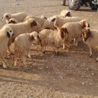 سلام ۱۰ عدد کاور نر و ماده|حیوانات مزرعه|سرپل ذهاب, |دیوار