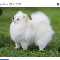 سگ گم شده پیداکردم