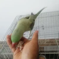 شاه طوطی