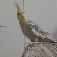 فروش پرنده عروس هلندی|پرنده|الوند, |دیوار