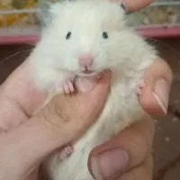 انواع همستر به همراه لوازم نگهداری و قفس