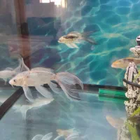 آکواریوم خارجی با میز و ماهی و وسایل کامل|ماهی|لنجان, |دیوار