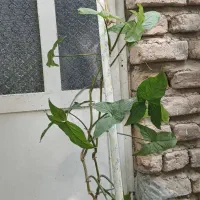 گل سینگونیوم.|گل و گیاه طبیعی|گنبد کاووس, |دیوار
