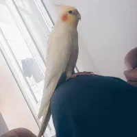 عروس هلندی گمشده محدوده شهرک نصر|حیوانات|کرمانشاه, |دیوار