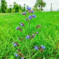 100 عدد بسته کاه سفید 100برای فروش