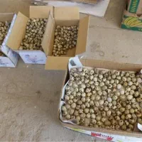 تخم بلدرچین نطفه دارضمانتی 5هزار بلدرچین بالغ75|حیوانات مزرعه|زاهدان, |دیوار