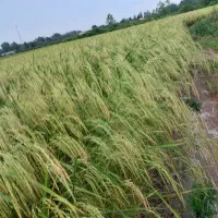 خرید جو هاشمی