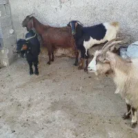 ۵ راس بز داشتی جوان و سنگین ( معاوضه با گاو)|حیوانات مزرعه|دهدشت, |دیوار