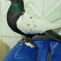 سینه سیاه ماده