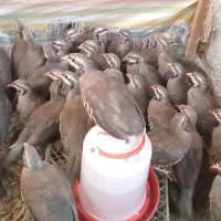 پرنده زینتی 5 ماهه