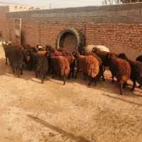 22راس بره ماده افشاری و گله گرد.|حیوانات مزرعه|اسفراین, |دیوار