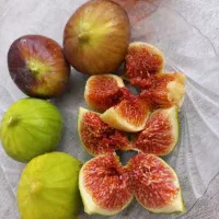 انجیر تازه رسید. تحویل فوری|خوردنی و آشامیدنی|قم, باجک دو|دیوار