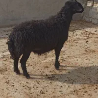 ۱ راس  قوچ جوان برای نگهداری و دامازدخ