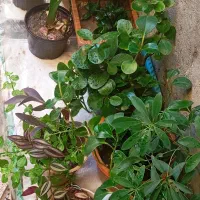 گل و گیاه|گل و گیاه طبیعی|مراغه, |دیوار