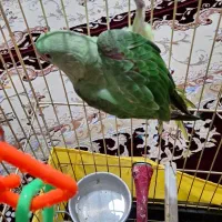 جوجه شاه طوطی نراسکندر چشم مشکی ۳ماهه|پرنده|ملارد, |دیوار