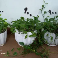 ظروف خانه گل  طبیعی