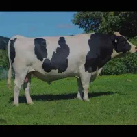 نگهبان گاوداری