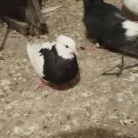 کبوتر اشعل کوهی دورگ طوقی|پرنده|اهواز, کیانپارس |دیوار