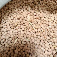 فروش نخود مرغوب