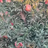 نهال انار هشت ماهه نشده ۱۵۰۰ عدد است