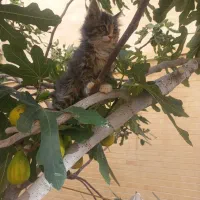 گربه|گربه|اصفهان, تیران|دیوار