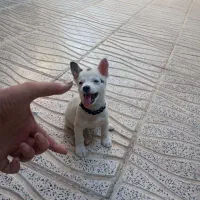 شیواوا ماده چهار ماهه فوق‌العاده ریز