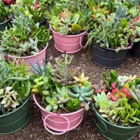 گیاهان اپارتمانی|گل و گیاه طبیعی|تهران, اکباتان|دیوار