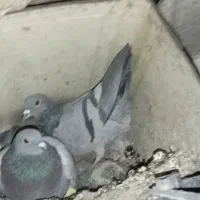 مرغ عشق|پرنده|یاسوج, |دیوار