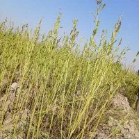 کنجد|خوردنی و آشامیدنی|باوی, |دیوار