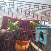 دو جفت مرغ عشق‌ کارداده