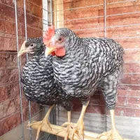 مرغ و خروس آمروک اصل ۳ ماهه