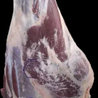 گوشت گوساله و گوسفندی و همبر مخصوص
