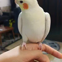 عروس هلندی گمشده
