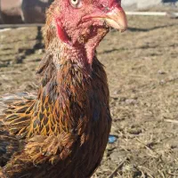 مرغ لاری گیل دخت