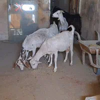 بز شیرا|حیوانات مزرعه|اصفهان, جی شیر|دیوار