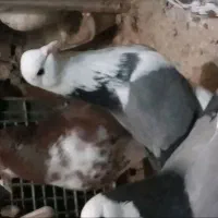 کبوتر باخت رفته|حیوانات|قیدار, |دیوار