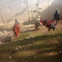 جوجه مرغ خروس گلین|حیوانات مزرعه|رشت, استادسرا|دیوار