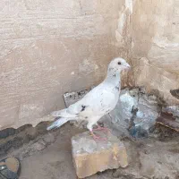 حیون پرشی