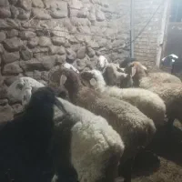 میش گله ای درشت فروشی