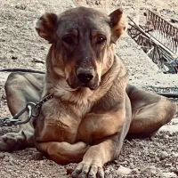 سگ سرابی اصیل نر