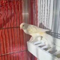 قناری نر مزاییکی اماده اماده بکوب بکوب بخون