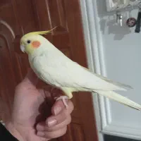 عروس هلندی|پرنده|رزن, |دیوار