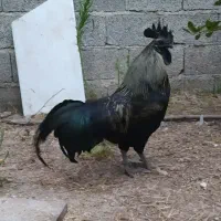 برهما و ایام سمانی