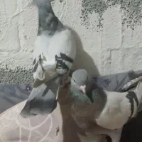 کبوتر سوسنی. کفتر. کبوتر|پرنده|شیراز, آزادگان|دیوار