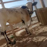 گوساله نر|حیوانات مزرعه|قشم, |دیوار