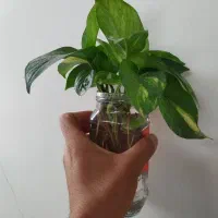 پتوس گل|گل و گیاه طبیعی|اصفهان, لنبان|دیوار