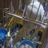 عروس هلندی|پرنده|اندیمشک, |دیوار