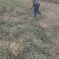 خارشتر تابستانه بادست زده شده|حیوانات مزرعه|انبارآلوم, |دیوار